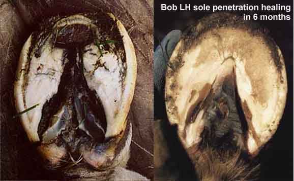 For another case involving sole penetration on all fours go to Section 22 For another case involving sole penetration on all fours go to Section 22