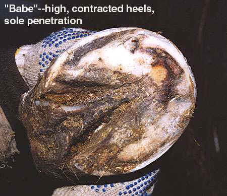 Pinkie recommends best of Coffin bone rotation hoof penetration rotation penetration hoof bone Coffin