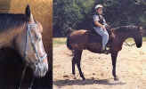 bitless_bridle_Sportsaddle.jpg (53999 bytes)