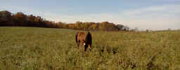 grazydaysfarm1.jpg (78097 bytes)