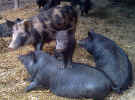 grazydaysfarm6.jpg (87663 bytes)