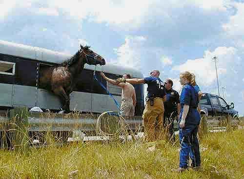 treating founder chronic laminitis without horseshoes horse trailer 500x368