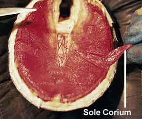 Dissection_sole_corium.jpg (15596 bytes)