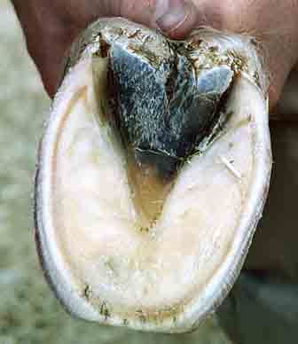 Inty_LH_sole_Aug2000.jpg (16807 bytes)