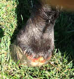 Lasodo_Oct_3_2012_LF_abscess_heels.jpg (65986 bytes)