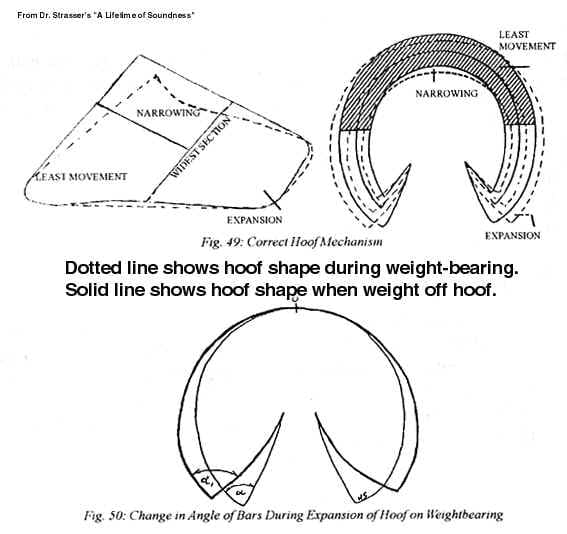 hoofmechanism.jpg (32267 bytes)