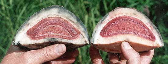toecrosscut.jpg (19539 bytes)